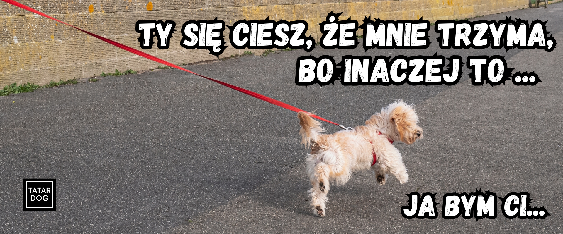 pies ciągnący na smyczy na spacerze